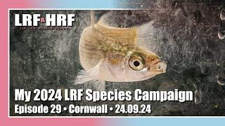 Episode 29: My 2024 LRF Species Hunt - Cornwall