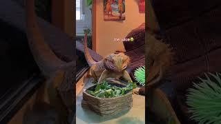 watch me feed my bearded dragon🪱 #shorts #beardeddragon