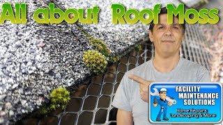 Stop neglecting your roof-Roof Moss information