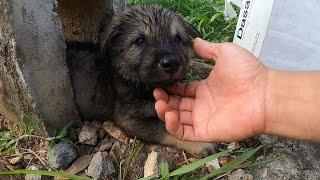 I Found Best Little Stray Puppy Cutest Ever on a Street 