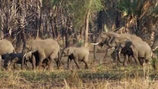 Selection for Tuskless Elephants | HHMI BioInteractive Video