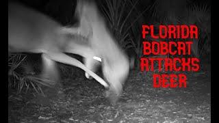 Florida Bobcat Attacks Deer- Trail Cam Video