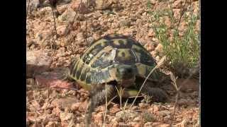 The Hermann's tortoise (Testudo hermanni)