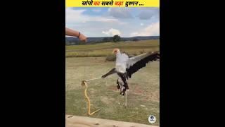 snake's worst enemy #viral
