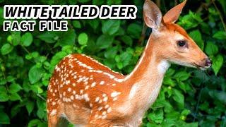 White Tailed Deer Facts: the SMALLEST North American Deer 