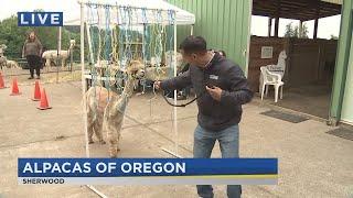 On the Go with Joe at Alpacas of Oregon