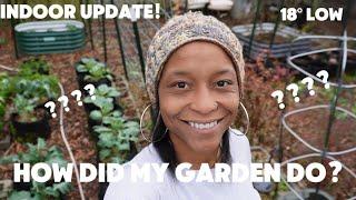 How Did My Uncovered Garden Do After Several Freezing Nights (VA,7B) | Updates On My Urban Homestead