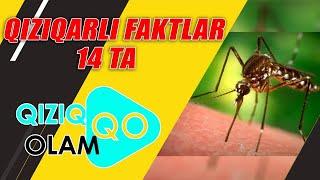 QIZIQARLI FAKTLAR 14 TA FAKT   КИЗИКАРЛИ ФАКТЛАР 14 ФАКТ