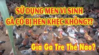 Sử dụng men vi sinh gà có bị hen khẹc không?. Giá gà tre hiện tại ra sao?