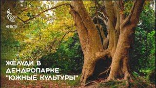 Парк "Южные Культуры", "Субтропическая осень. Ботаническое путешествие в Сочинское Причерноморье"