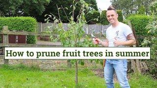 How to prune fruit trees in summer