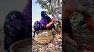 [나무] 유향나무 Boswellia sacra 🫧 성경에도 나오는 가장 오래된 향료