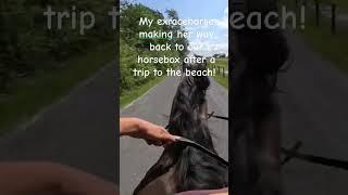 #equestrianlife #horse #beach #theothersideofmakebelieve #ocean #horsegirl