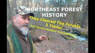 How Many Times Were New England Forests Cleared? New England Forest History