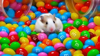  Colorful Hamster Maze with m&m's Candies 