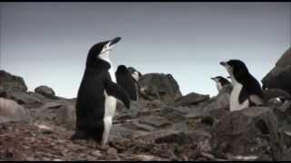 Hungry Penguin Chicks in the Antarctic Peninsula