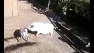 Goat Humps Pig