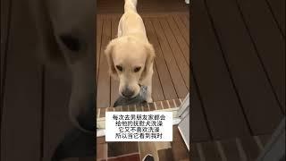 晦气我的萌宠萌宠出道计划狗狗治愈精神抚慰犬@DOU+小助手