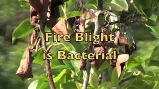 Fire Blight in Pear Trees Treatment