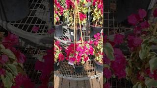 Bougainvillea Plants, #bougainvillea  #youtubeshorts #shortsyoutube #gardentricks