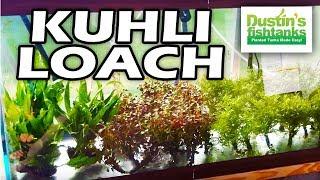 Kuhli Loach: Bottom Feeder Aquarium Fish