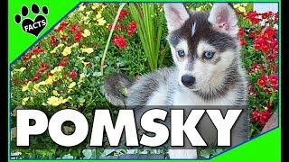 Pomeranian Husky Dogs 101 - The Pomsky