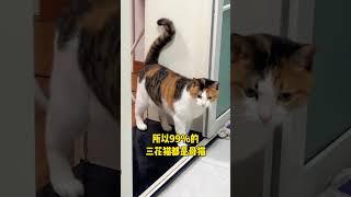 三花猫冷知识，看完这个视频你想不想养一只#猫咪 #帮粉丝淘猫   抖音