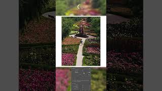 십이월의 사진보정 [ Light halation ] #라이트룸 #lightroom #장미