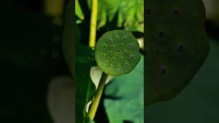 白河賞蓮#台南 #白河 #蓮花