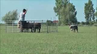 Jamie's 4th herding training with Petra Szarvas