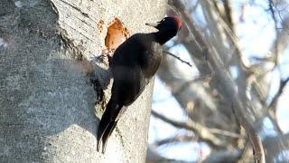 Black Woodpecker - Schwarzspecht - Dryocopus martius - building a nesting cavity