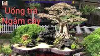 Ngắm cây cảnh, bonsai ban đêm chỉ người đam mê mới hiểu