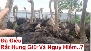 Đà Điểu Có Hung Giữ Và Nguy Hiểm Không ? PHUONG NAM TV, Trang Trại Đà Điểu Phương Nam