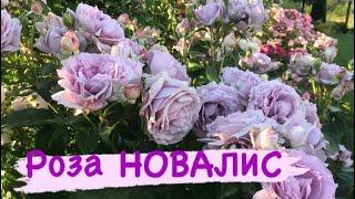 Моя изюминка в саду  Rose NOVALIS