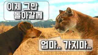 실종된 후 2년 반만에 집으로 돌아온 어느개의 감동실화 [영화리뷰/결말포함]