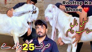 Sirf 25 Hazar Me Qurbani 2025 Ka  Bakray || Rooftop Ka Shoqeen ️ || Pure Ghulabi Goats Wali Kareem