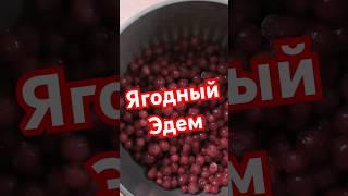 Насыпной пирог Ягодный Эдем #машатафье #хорошеемпосле40
