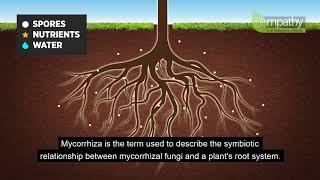 Mycorrhizal Fungi Animation