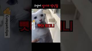 고양이 집사의 장난들 ㅋㅋㅋㅋ