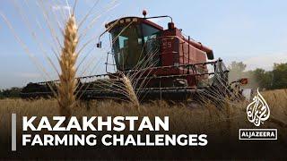 Kazakhstan's agricultural challenges: Govt introduces initiatives to increase grain exports