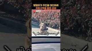 댕댕이가 주인을 대신하여 주차구역을 맡은 이유