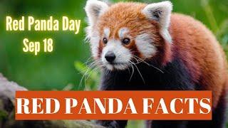 Top 10 Interesting Facts about Red Panda : Red Panda Facts for Kids