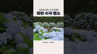 이번 6월에 가야 할 역대급 파란 수국 명소