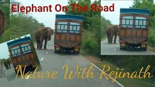 Meet An Elephant On The Road | Wild Elephant | Nature with Rejinath