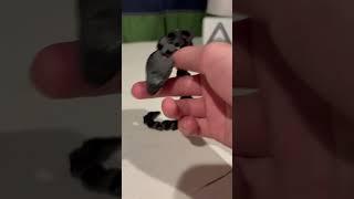 Cool flexi snake fidget :) #3dprinterupgrade #3dprinting #creality #3dprinter #3d #3dprinted #3dmake