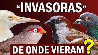 PARDAL e as AVES EXÓTICAS que dominaram o Brasil | PARDAIS ESTÃO SUMINDO? AVES INVASORAS?