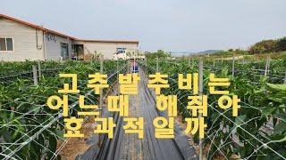 고추 다수확은 웃거름 주는 시기를 잘 맞추는게 중요하다