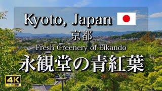 【4K】Stroll through the beautiful green foliage of Eikando in Kyoto, Japan