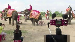 Thai elephant camp livestreams shows during coronavirus lockdown