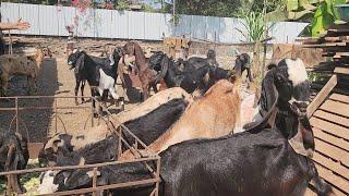 Sabse Sasti Punjabi Bakriyo Ka Collection At Kokan Agro Goat Farm Ambernath.